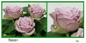 ROSE TIARA 50